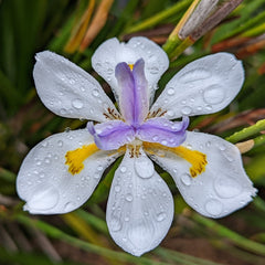 Jacksonville - African Iris | White (Done) - Delivered & Installed
