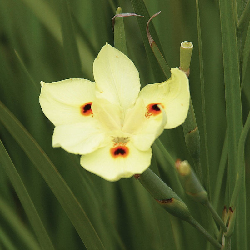 Jacksonville - African Iris | Yellow (Done) - Delivered & Installed