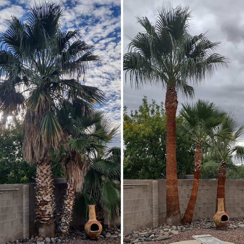 Palm Tree "Boot" Removal