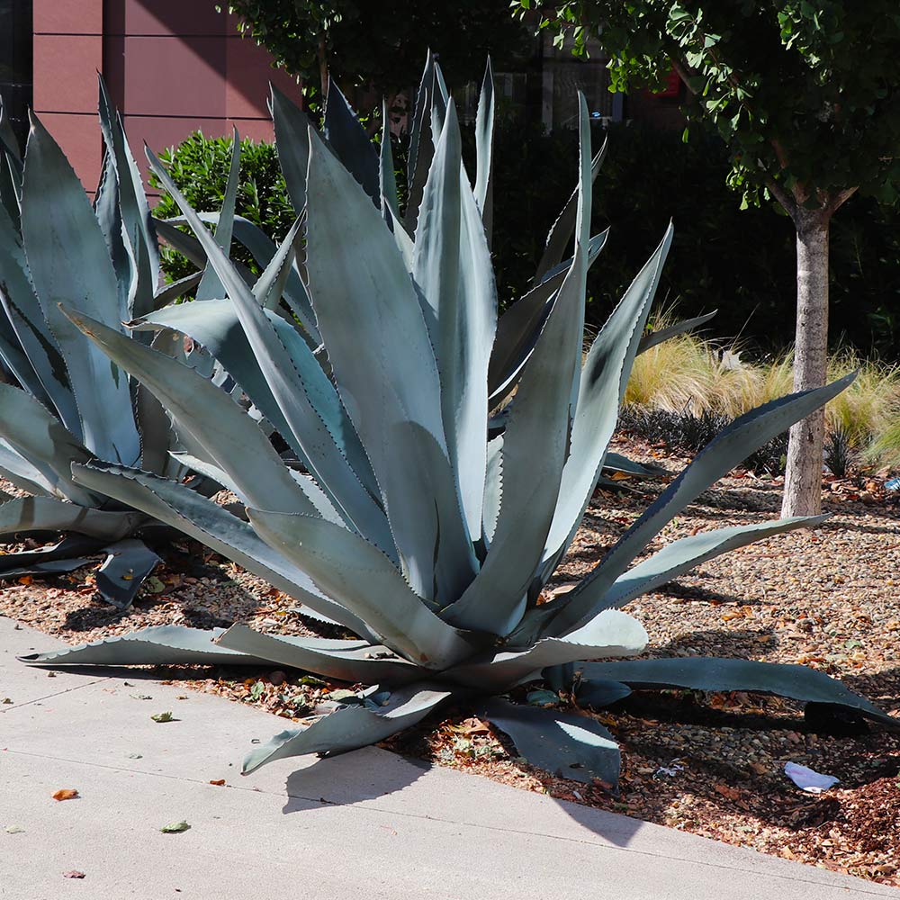 Century Plant Agave Americana