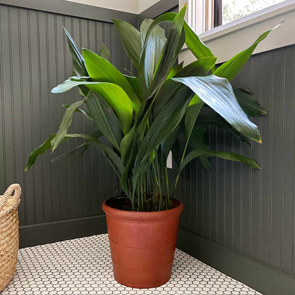 image.title Aspidistra Cast Iron Plant image.title Aspidistra Cast Iron Plant