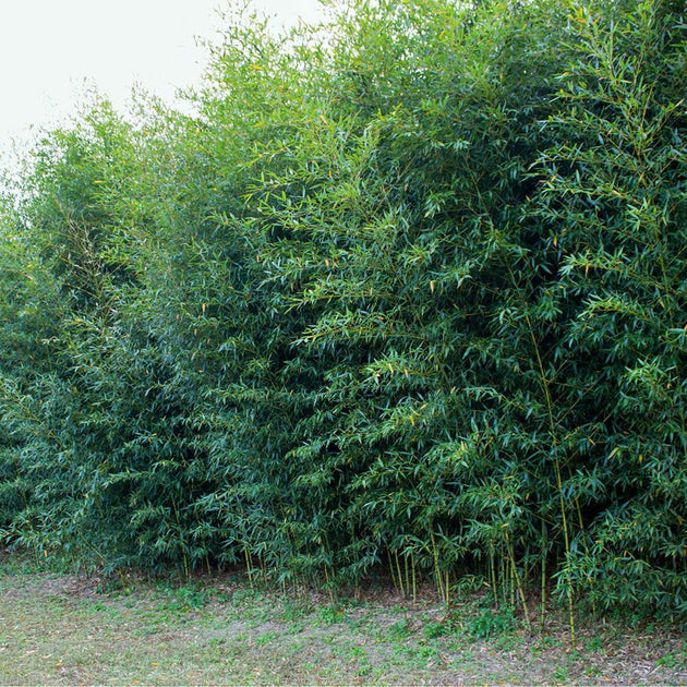 bamboo-near-me-jacksonville-