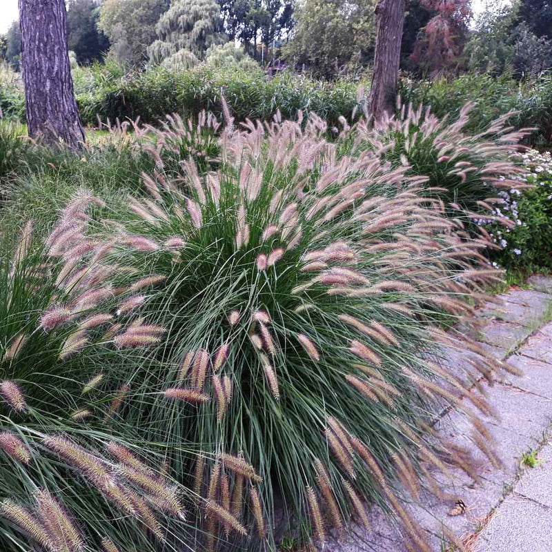 Jacksonville - Fountain Grass White - Delivered & Installed