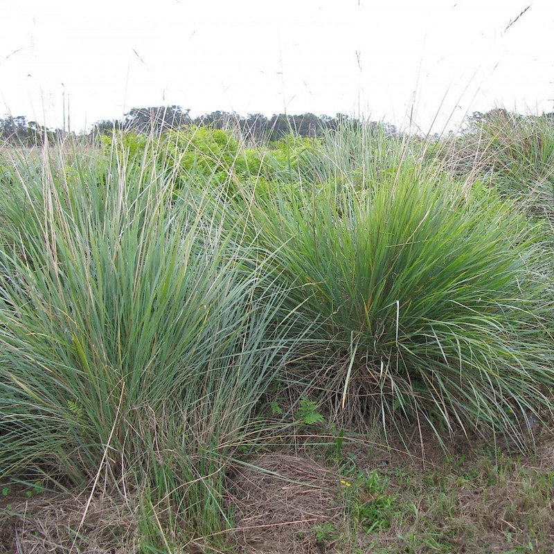 Jacksonville - Paspalum Quadrifarium Grass - Delivered & Installed