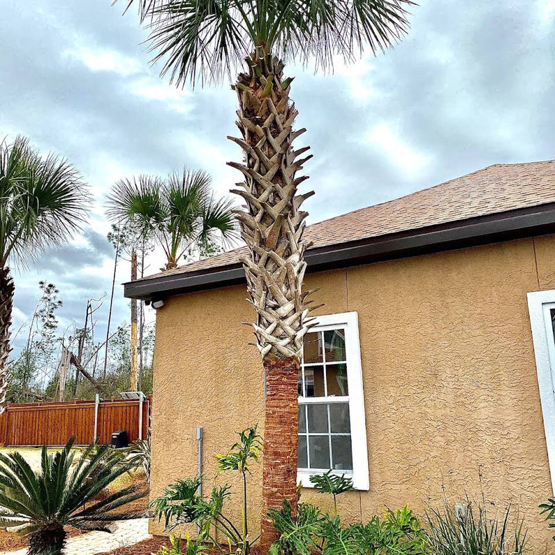 Palm Tree "Boot" Removal