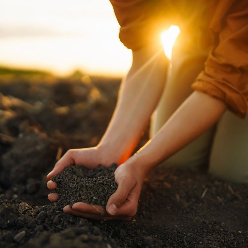 Junk Removal Near Me | Jacksonville | ProGreen Services