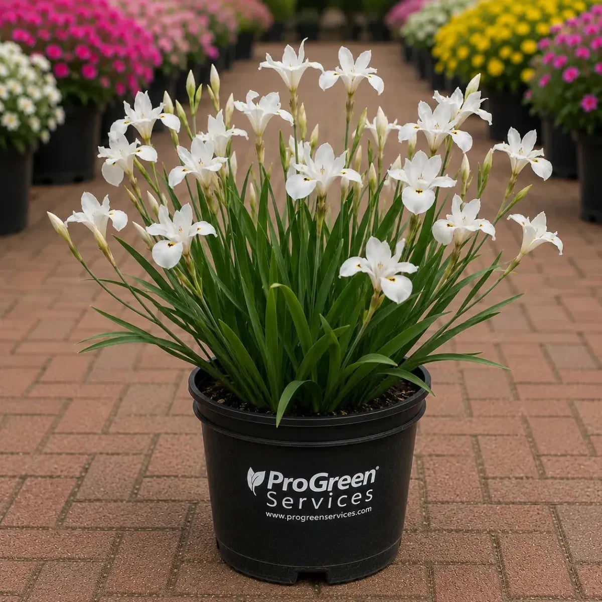 White African Iris | Jacksonville | ProGreen