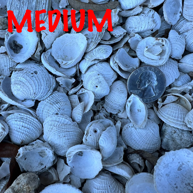 Shell | Medium