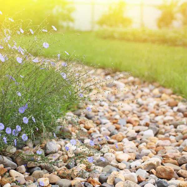 Jacksonville River Rock 1-1/2