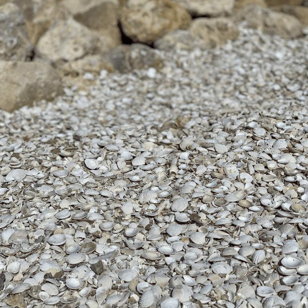 Clean Crushed Shell | Delivered & Installed | Jacksonville – ProGreen ...